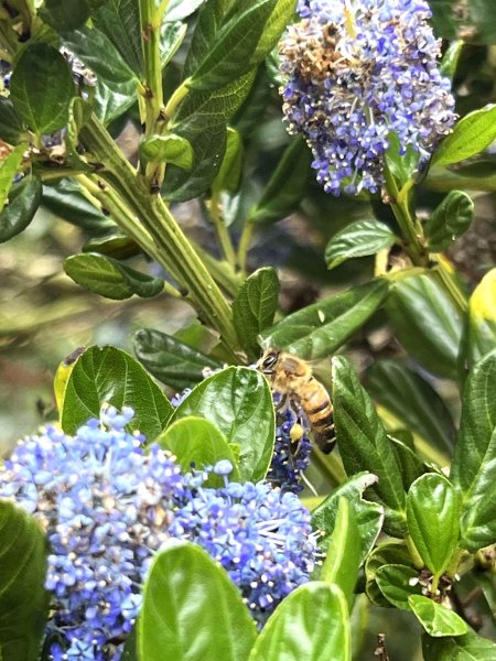 ABEILLE. Jardin, 22 juin 2024  '' Océan d'Abeille ''. CLÉOPHÉE HENRY DECORMEILLE